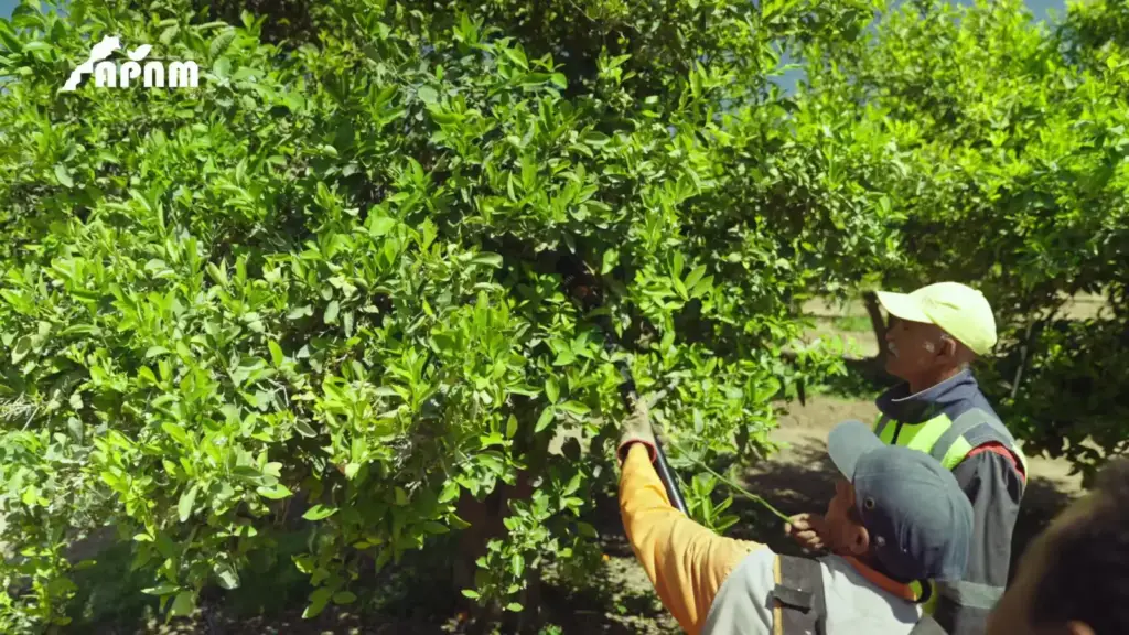 Taille d’un arbre de Nadorcott au verger pendant le tournage